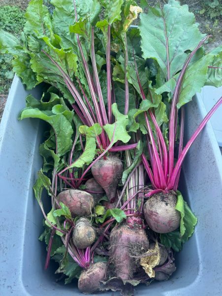 beets s.jpg